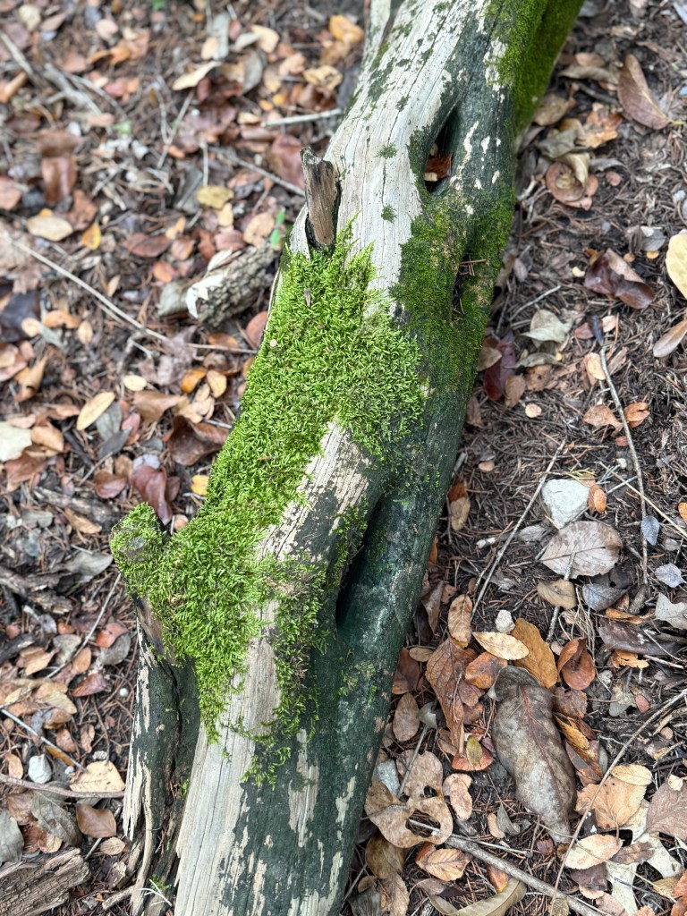 A close-up of a moss-covered log lying on the forest floor, surrounded by scattered autumn leaves.