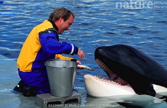 A trainer feeding a killer whale at a marine facility, illustrating the bond and training efforts for whale rehabilitation.